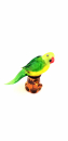 Parrot on branch